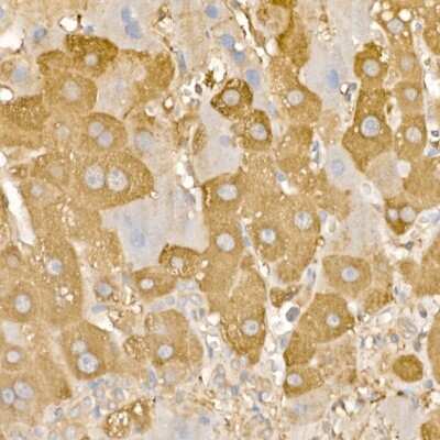 Immunohistochemistry-Paraffin: Rab5a Antibody - Azide and BSA Free [NBP3-03360]