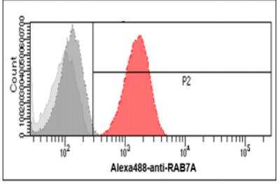Flow Cytometry: Rab7a Antibody (10E4) - BSA Free [NBP2-60237]