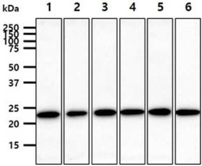 Western Blot: Rab7a Antibody (10E4)BSA Free [NBP2-60237]