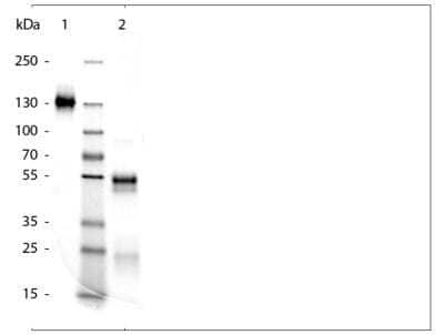 SDS-PAGE: Rabbit IgG Isotype Control [NBP2-36463]