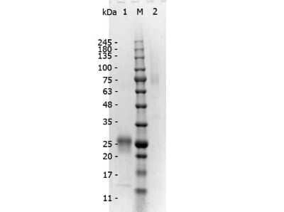 SDS-PAGE: Rabbit F(ab')2 anti-Mouse IgG (H+L) Secondary Antibody (Pre-adsorbed) [NBP2-62587]