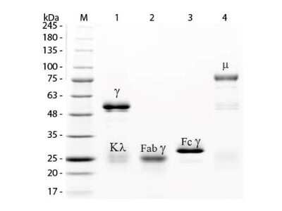 SDS-PAGE: Rabbit IgG Fc Isotype Control [Biotin] [NBP1-97231]