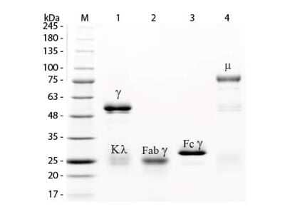 SDS-PAGE: Rabbit IgG Fc Isotype Control [HRP] [NBP1-97241]