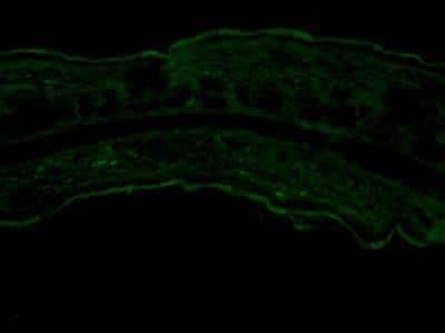 Immunohistochemistry-Frozen: Rabbit IgG Isotype Control [NB810-56910]