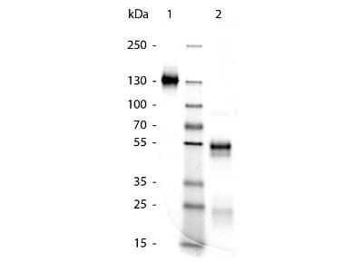 SDS-PAGE: Rabbit IgG Isotype Control [NBP1-97041]