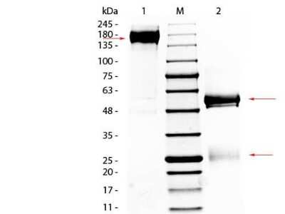SDS-PAGE: Rabbit IgG Isotype Control [NBP1-97041]