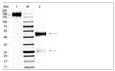 SDS-PAGE: Rabbit IgG Isotype Control [NBP2-36463]