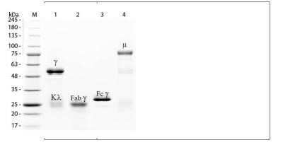 SDS-PAGE: Rabbit IgG Isotype Control [NBP2-36463]