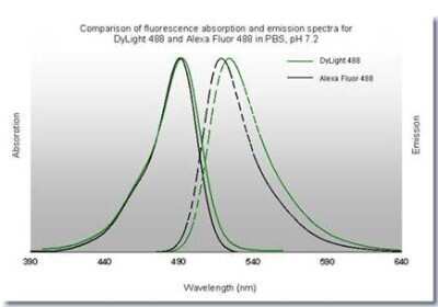 Fluorophore-linked immunosorbent assay: Rabbit anti-Goat IgG Fc Secondary Antibody [NBP2-60668]