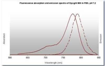 Fluorophore-linked immunosorbent assay: Rabbit anti-Goat IgG Fc Secondary Antibody [NBP2-60668]