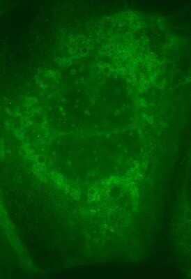 Immunocytochemistry/ Immunofluorescence: Rabbit anti-Goat IgG (H+L) Secondary Antibody [NBP1-72707]