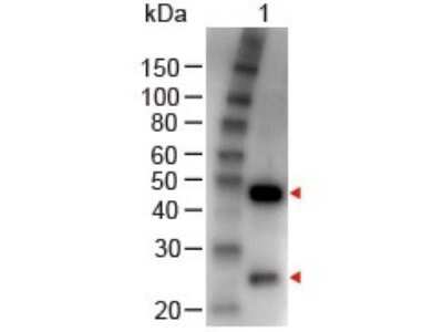 Western Blot: Rabbit anti-Goat IgG (H+L) Secondary Antibody [NBP1-72707]