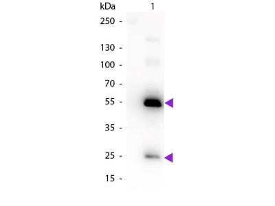 Western Blot: Rabbit anti-Human IgG (H+L) Secondary Antibody [NB120-6715]