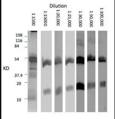 Western Blot: Rabbit anti-Llama IgG (H+L) Secondary Antibody [NBP1-30113]