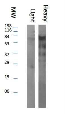 Western Blot: Rabbit anti-Llama IgG Heavy Chain Secondary Antibody [NBP1-47628]