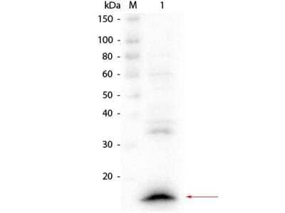 Western Blot: Rabbit anti-Llama VHH Secondary Antibody [NBP2-95273]