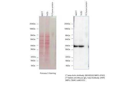 Western Blot: Rabbit anti-Mouse IgG F(ab')2 Secondary Antibody [NBP1-72760]
