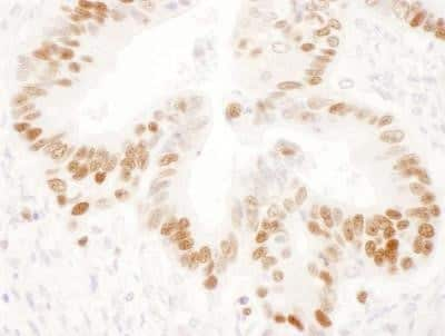 Immunohistochemistry-Paraffin: Rabbit anti-Mouse IgG (H+L) Secondary Antibody [NB7541]