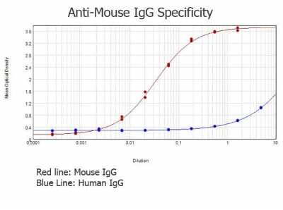 ELISA: Rabbit anti-Mouse IgG (H+L) Secondary Antibody (Pre-adsorbed) [NBP1-72731]