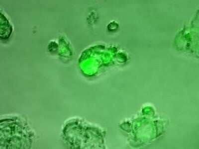 Immunocytochemistry/ Immunofluorescence: Rabbit anti-Mouse IgG (H+L) Secondary Antibody (Pre-adsorbed) [NBP1-72731]