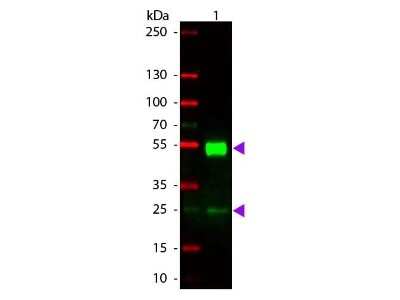 Western Blot: Rabbit anti-Mouse IgG (H+L) Secondary Antibody (Pre-adsorbed) [NBP1-72731]