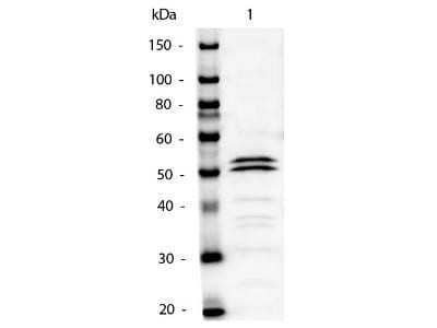 Western Blot: Rabbit anti-Mouse IgG1 Heavy Chain Secondary Antibody [NBP1-72793]