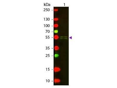 Western Blot: Rabbit anti-Mouse IgG1 Heavy Chain Secondary Antibody [NBP1-72793]