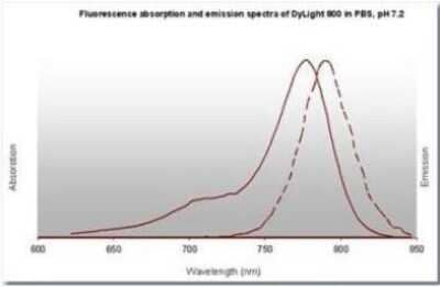 Fluorophore-linked immunosorbent assay: Rabbit anti-Mouse IgG2a Heavy Chain Secondary Antibody [NBP1-72794]