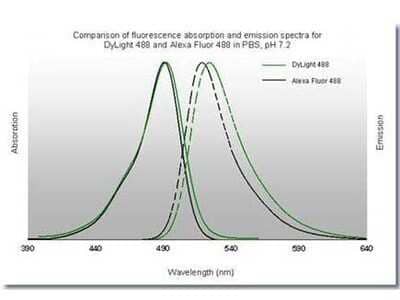 Fluorophore-linked immunosorbent assay: Rabbit anti-Mouse IgG2a Heavy Chain Secondary Antibody [NBP1-72794]