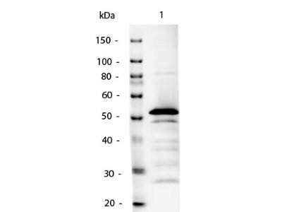 Western Blot: Rabbit anti-Mouse IgG2a Heavy Chain Secondary Antibody [NBP1-72794]