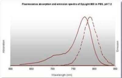Fluorophore-linked immunosorbent assay: Rabbit anti-Mouse IgG2b Heavy Chain Secondary Antibody [NBP1-72795]