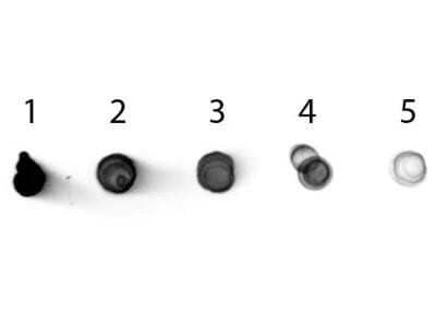 Western Blot: Rabbit anti-Mouse IgG2b Heavy Chain Secondary Antibody [NBP1-72795]