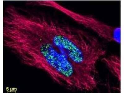 Immunocytochemistry/ Immunofluorescence: Rabbit anti-Mouse IgG3 Heavy Chain Secondary Antibody [NBP1-72796]