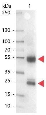 Western Blot: Rabbit anti-Porcine IgG (H+L) Secondary Antibody [NB120-6705]