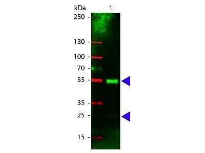 Western Blot: Rabbit anti-Porcine IgG (H+L) Secondary Antibody [NB120-6705]