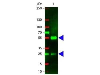 Western Blot: Rabbit anti-Porcine IgG (H+L) Secondary Antibody [NB120-6705]