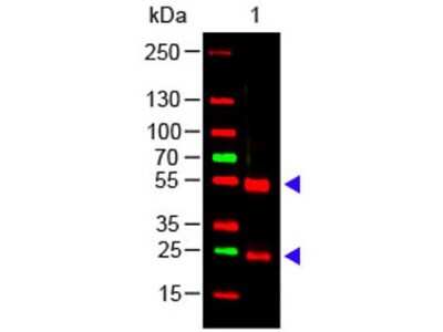 Western Blot: Rabbit anti-Porcine IgG (H+L) Secondary Antibody [NBP1-73812]