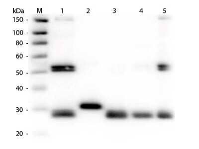 Western Blot: Rabbit anti-Rat IgG (H+L) Secondary Antibody (Pre-adsorbed) [NBP1-72733]