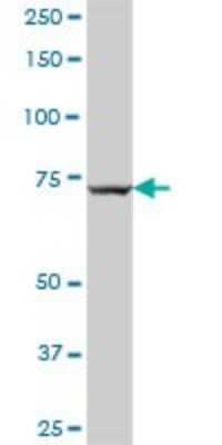 Western Blot: Rabex5 Antibody [H00027342-B01P]