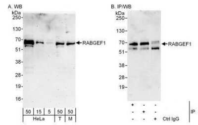 Western Blot: Rabex5 Antibody [NBP1-49938]