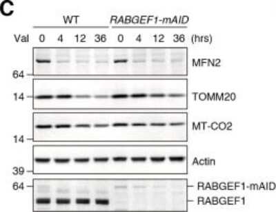 Western Blot: Rabex5 Antibody [NBP1-49938]