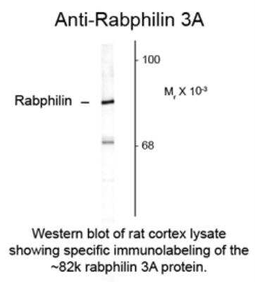 Western Blot: Rabphilin 3A Antibody [NB300-735]