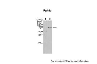 Western Blot: Rabphilin 3A Antibody [NBP1-69184]