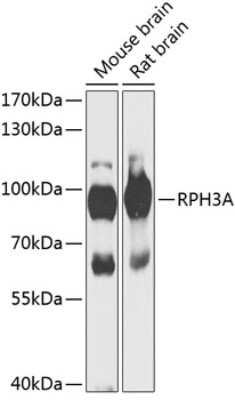 Western Blot: Rabphilin 3A AntibodyBSA Free [NBP2-95144]