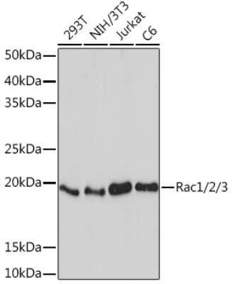 Western Blot: Rac1,2,3 Antibody (2J4S6) [NBP3-16547]