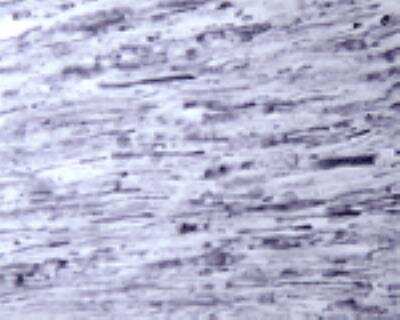 Immunohistochemistry: Rac1 Antibody [NB100-91266]