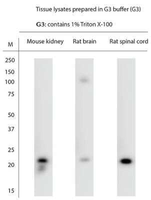 Western Blot: Rac1 Antibody [NB100-91266]