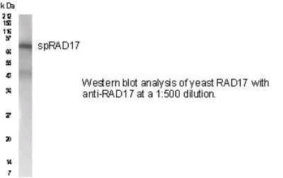 Western Blot: Rad17 AntibodyBSA Free [NB100-172]