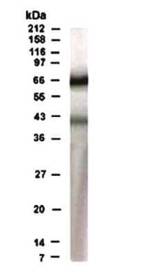 Western Blot: Rad17 AntibodyBSA Free [NB100-173]