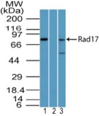 Western Blot: Rad17 Antibody [NBP2-27106]